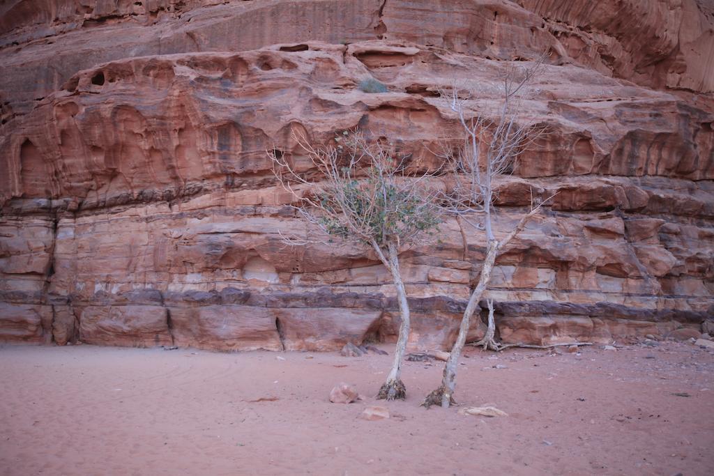 Bedouin Expedition ワディ ・ラム エクステリア 写真