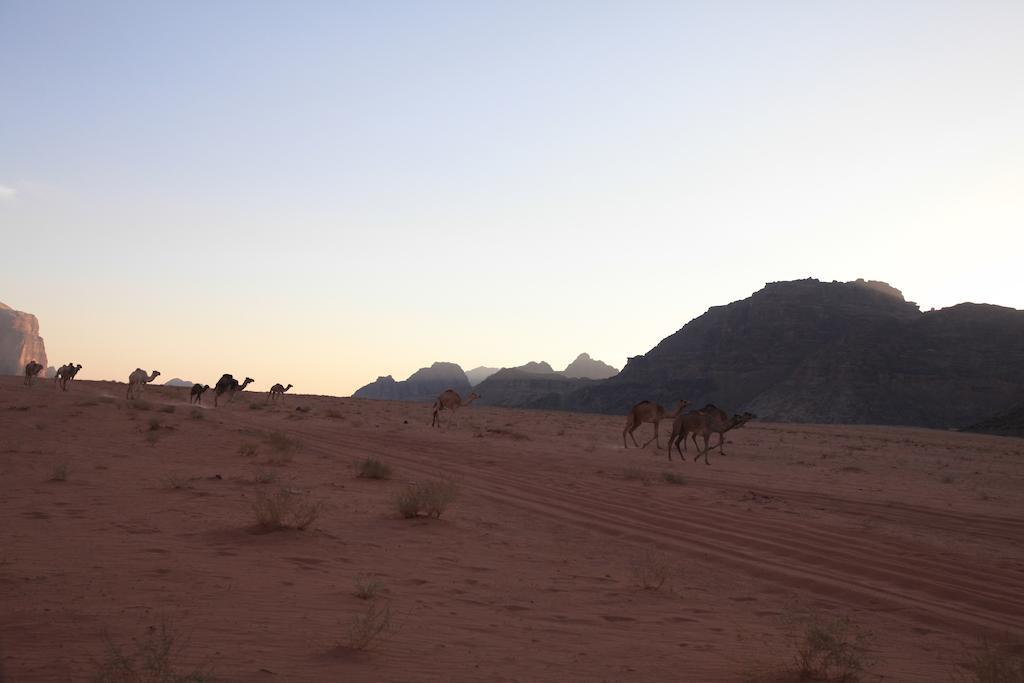 Bedouin Expedition ワディ ・ラム エクステリア 写真