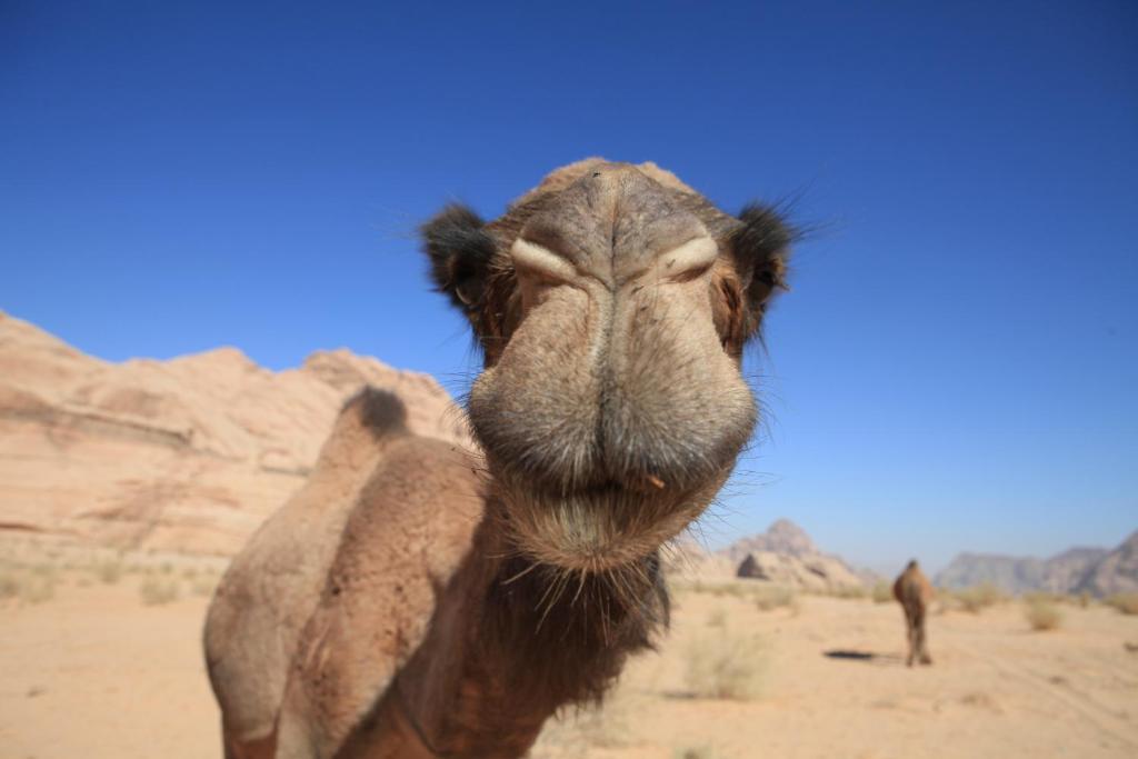 Bedouin Expedition ワディ ・ラム エクステリア 写真