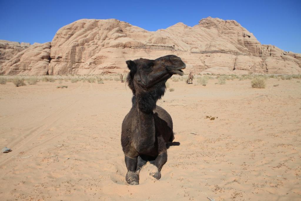 Bedouin Expedition ワディ ・ラム エクステリア 写真